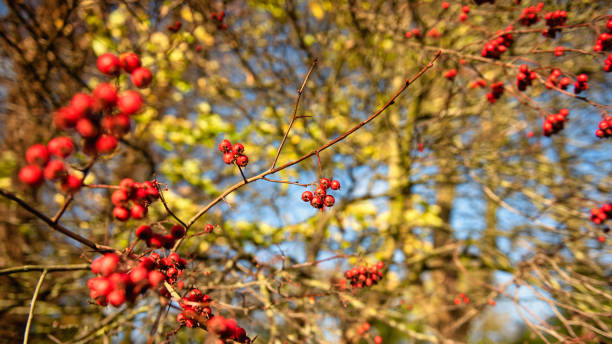 晴れた日にクラテガスとしても知られるホーソーンの赤い果実 - hawthorn berry fruit common fruit ストックフォトと画像