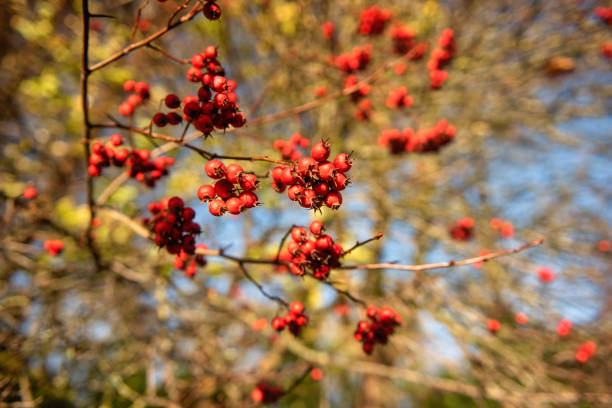 frutos vermelhos hawthorn também conhecidos como crataegus em um dia ensolarado - hawthorn berry fruit common fruit - fotografias e filmes do acervo