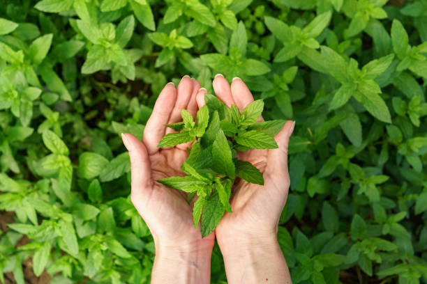 istock Close up woman hands holding fresh mint 1285816300