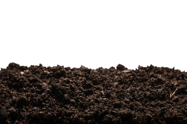 istock Black land for plant. 1285817787