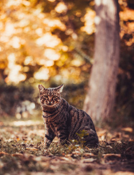 istock cat looks at falling leaves during golden autumn 1285818274