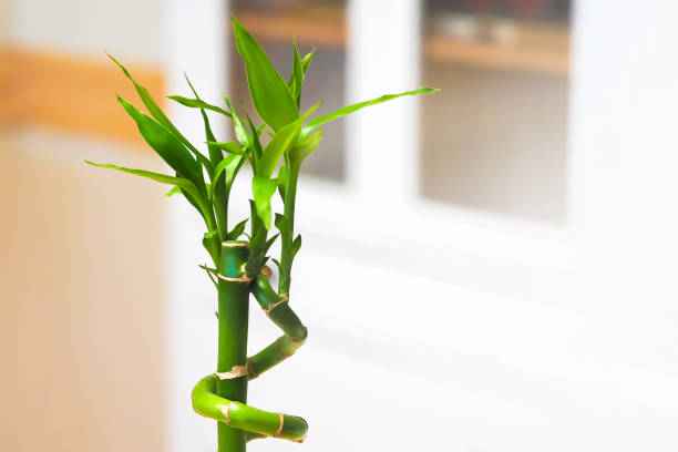 istock Fresh bamboo shoot on indoor home background 1285818354