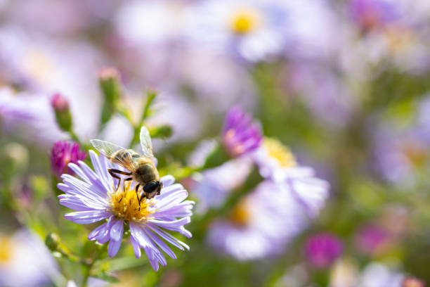 istock Aster flower and Hoverfly, also known as the drone fly. (Eristalis tenax) Aster flower with butterfly. Beautiful nature summer background. 1285818366