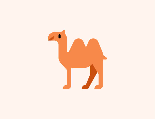 zwei buckel kamel vektor-symbol. isolierte kamel wüste tier flach farbiges symbol - camel animal dromedary camel desert stock-grafiken, -clipart, -cartoons und -symbole