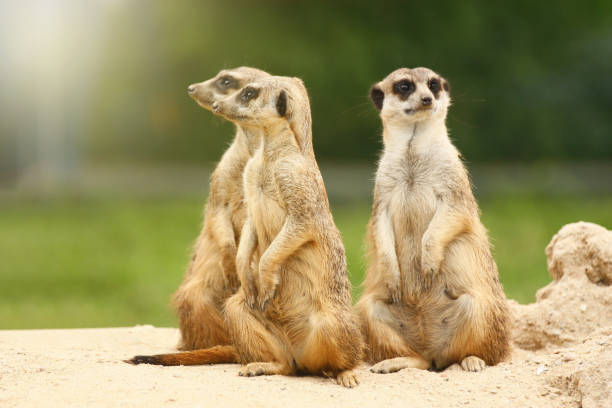 istock Group of three cute  meerkats 1285818422