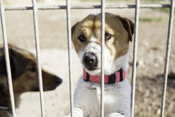 istock Abandoned dog and caged 1285819208