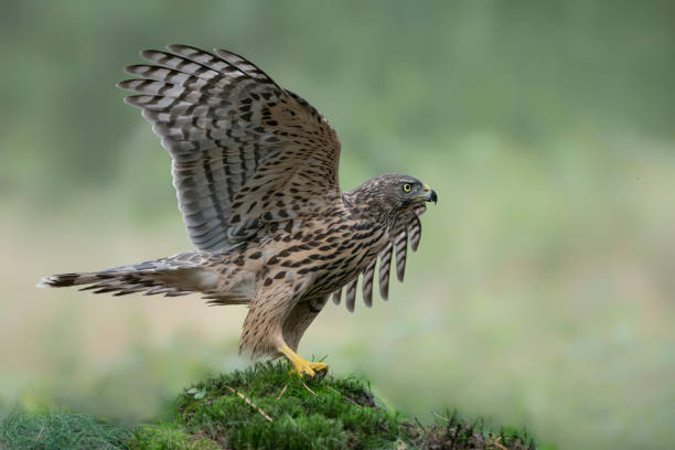 istock Juvenile Northern Goshawk (Accipiter gentilis) on a branch in the forest 1285819310