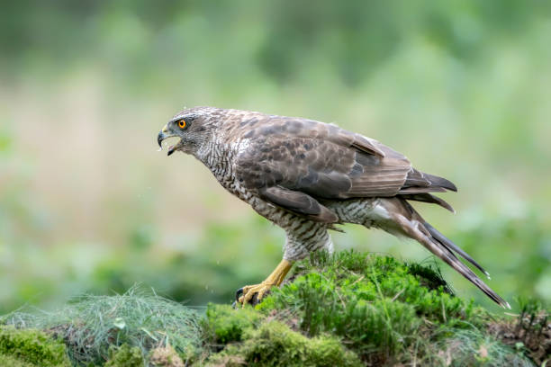 istock Northern Goshawk (Accipiter gentilis) on a branch in the forest 1285819337