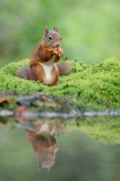 istock Eurasian red squirrel (Sciurus vulgaris) eating a hazelnut on the waterfront 1285819353