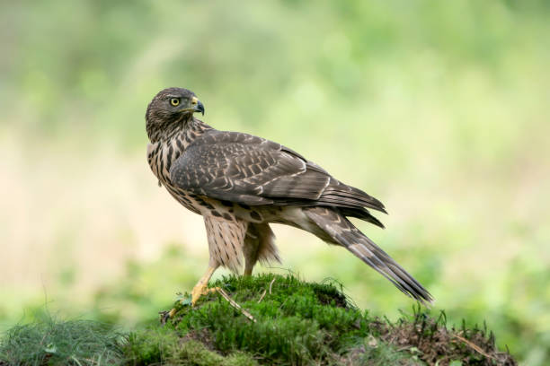 istock Juvenile Northern Goshawk (Accipiter gentilis) on a branch in the forest 1285819389