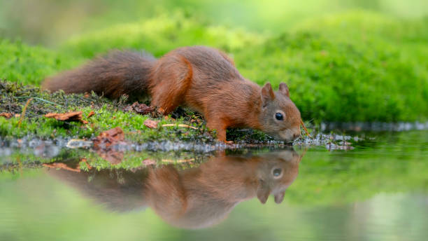 istock Cute and beautiful Eurasian red squirrel (Sciurus vulgaris) drinking water 1285819409