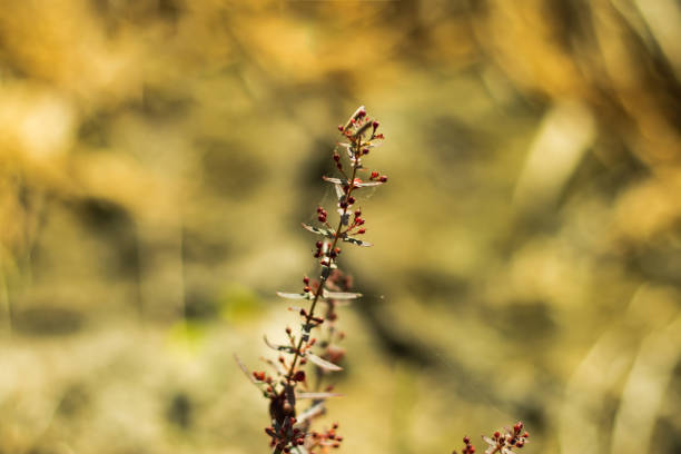 Little cherry grass fruit in to the paddy plant