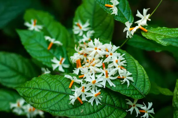Shiuli or Night-flowering jasmine Nyctanthes arbor-tristis, or Parijat or hengra bubar