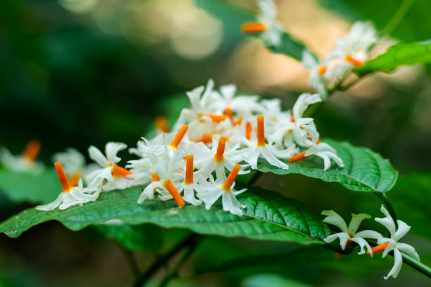 istock Jasmine or Parijat or hengra bubar or Shiuli flower 1285820442