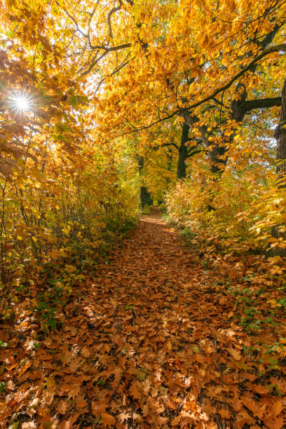 istock Park in Radomierzyce 1285820520