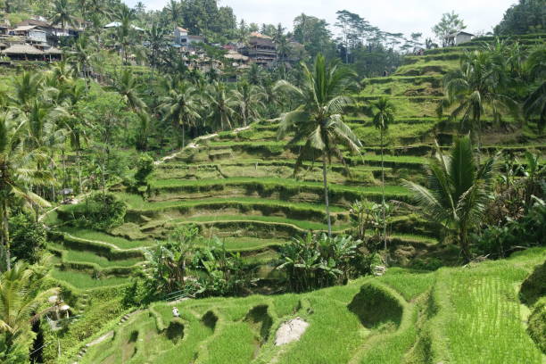 istock Rice Terrace in Ubud, Bali Island, Indonesia 1285820653