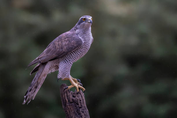 istock Northern Goshawk (Accipiter gentilis) on a fence post 1285821619