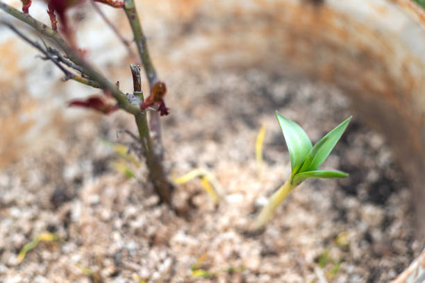 Rose bush and green sprout growing in flower pot. Spring time.