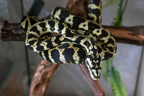 istock Young morelia spilota python resting after a meal. Snake basking in the sun curled in a ball on a brown branch. Close-up. 1285822144