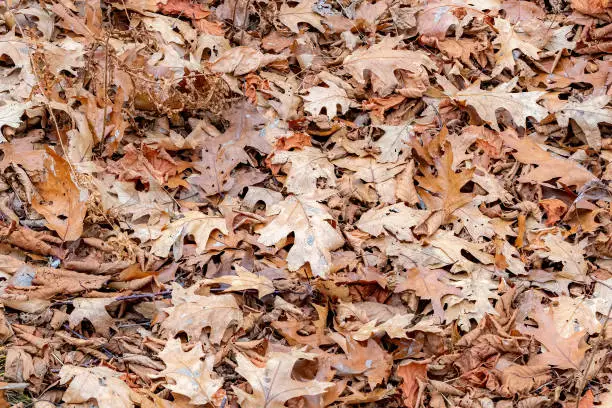 A pile of dry, brown oak leaves lying on the ground.Leaves completely fill the frame.