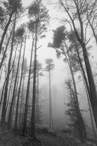 istock A fog in a tall forrest 1285822382