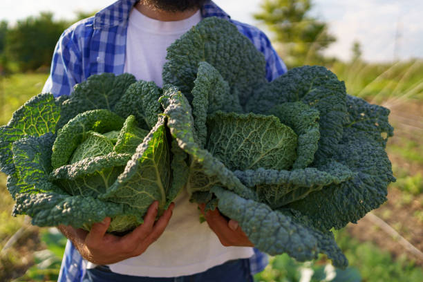 istock Harvesting curly cabbage in green field 1285823471