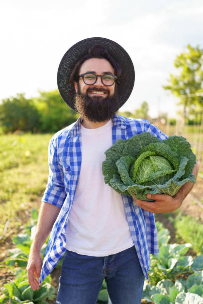istock Harvesting curly cabbage in green field 1285823473
