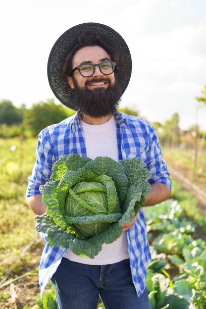 istock Harvesting curly cabbage in green field 1285823477