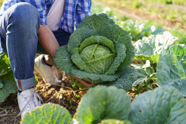 istock Harvesting curly cabbage in green field 1285823478