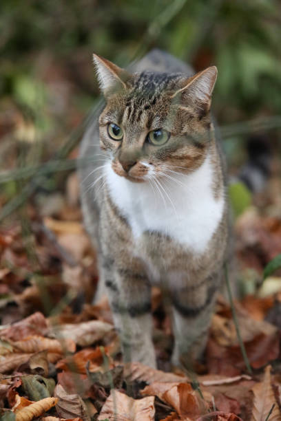 istock Tiger cat in an autumn landscape 1285823563