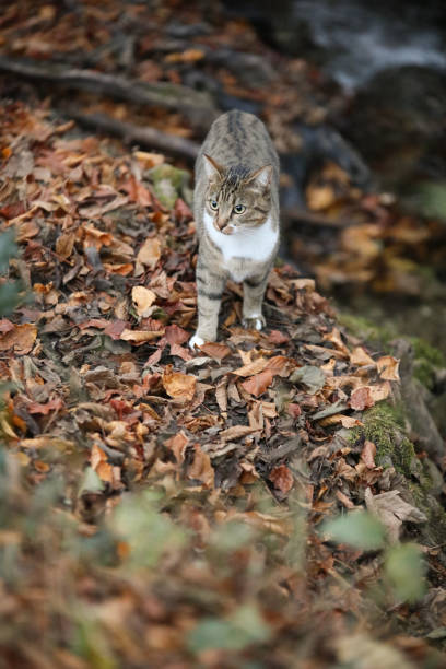 istock Tiger cat in an autumn landscape 1285823587