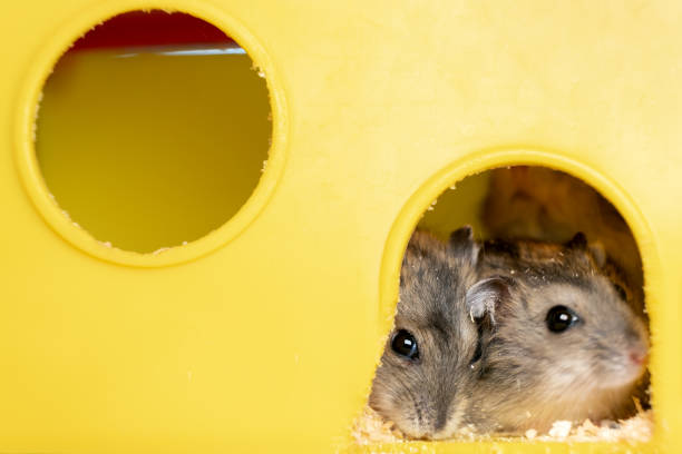 istock Small gray jungar hamster rats in yellow home cage. 1285823886