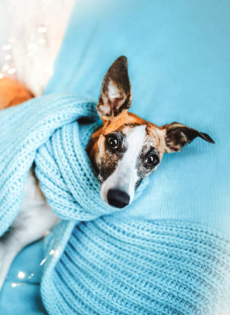 симпатичный кнут собака носить светло-голубой теплый вязаный шарф. большие красивые глаза, глядя на камеру. - snow maiden стоковые фото и изображения
