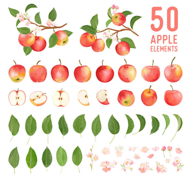 акваренные элементы яблочных фруктов, листьев и цветов для плакатов, свадебных открыток, летних баннеров бохо, шаблонов дизайна обложки, ис - apple stock illustrations