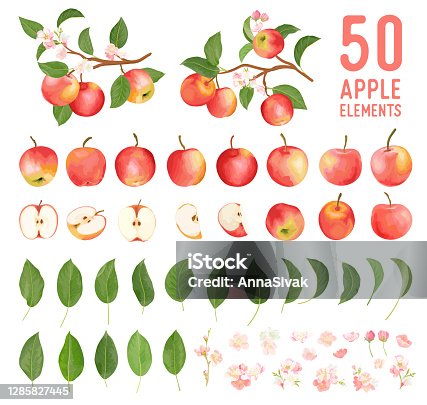 istock Watercolor elements of apple fruits, leaves and flowers for posters, wedding cards, summer boho banners, cover design templates, social media stories, spring wallpapers. Vector apples illustration 1285827445