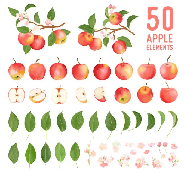 Vector illustration of Watercolor elements of apple fruits, leaves and flowers for posters, wedding cards, summer boho banners, cover design templates, social media stories, spring wallpapers. Vector apples illustration
