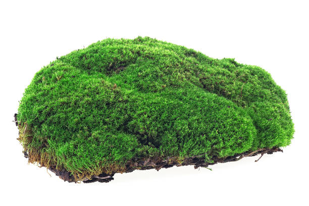 istock Front view of green moss isolated on a white background. Green forest moss. 1285828407
