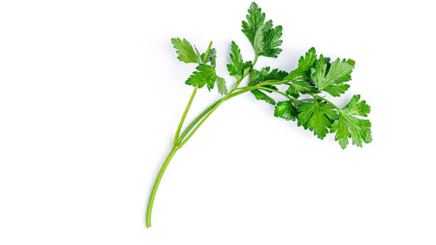 istock Greenery. Sprigs of parsley on a white background. Macro photo 1285828821