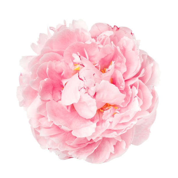 istock Delicate pink peony bud not opened. Studio shot isolate on white background flower. 1285828900