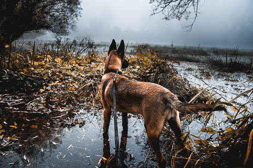 Dog, Malinois (Belgian sheepheard) at swamp on foggy morning looking alerted by sounds in distance.
