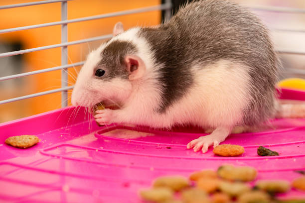 istock Adorable baby pet rat 1285830220