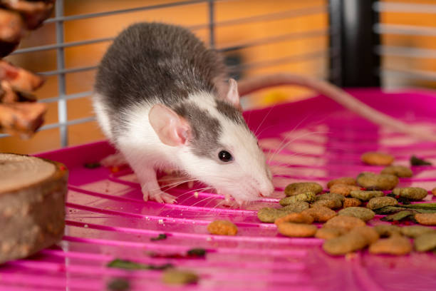 istock Adorable baby pet rat 1285830226