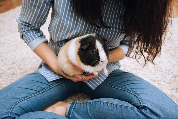 la ragazza ospitante tiene una cavia con grandi baffi tra le braccia in posizione di loto. l'animale domestico preferito si siede alla ragazza. poster, gioco, stile di vita. - guinea pig pets child stroking foto e immagini stock