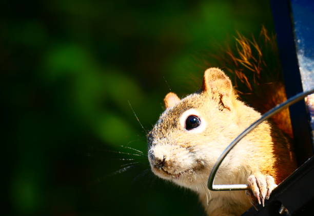 Head of a profile squirrel staring at a glance