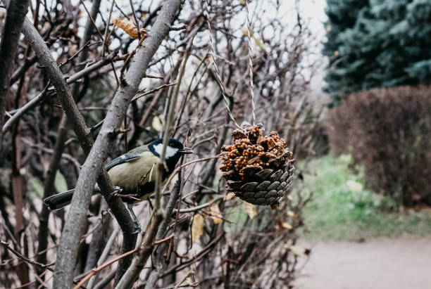 feeding wild birds in autumn