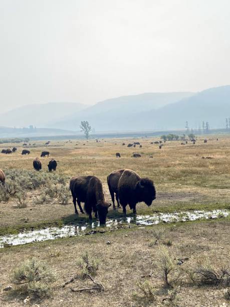 istock Yellowstone National Park     American Bison 1285831265