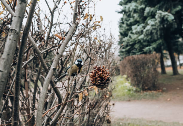 feeding wild birds in autumn