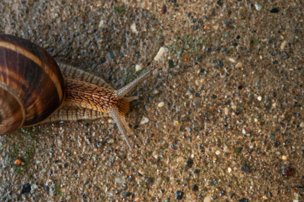 Small garden snail in shell crawling on wet road, slug hurry home. Snail slug consist of edible tasty food coiled shell to protect body. Natural animal snail in shell slug crawling in big wild nature.