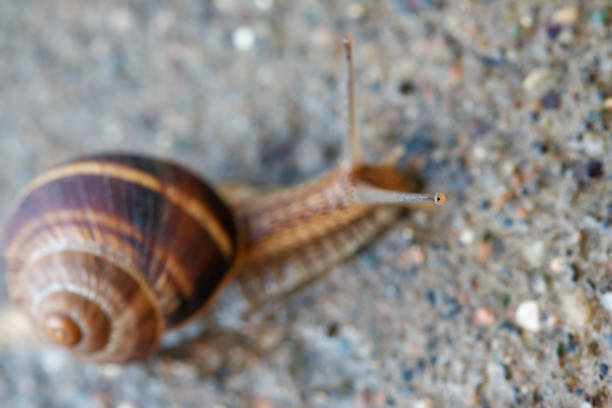 One big snail on the road close-up.