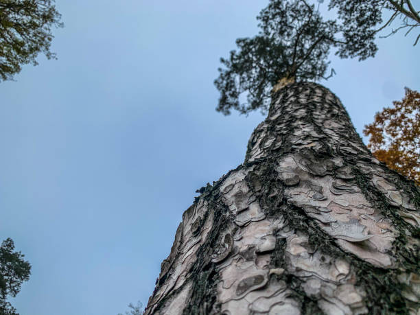 high pine bottom view.  bark of tree.  in the open air.